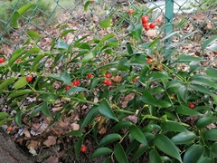 Danae racemosa