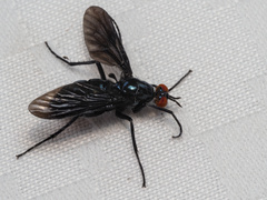 Johnmannia kosciuskoensis