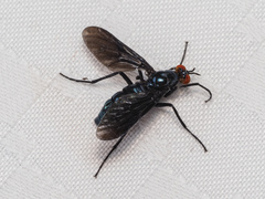 Johnmannia kosciuskoensis