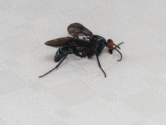 Johnmannia kosciuskoensis