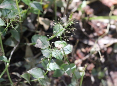 Sphaerocaryum malaccense