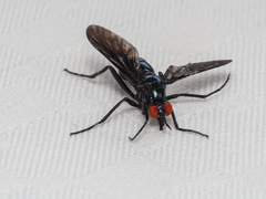 Johnmannia kosciuskoensis