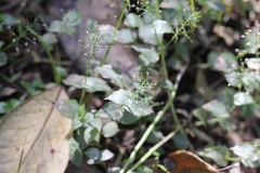 Sphaerocaryum malaccense