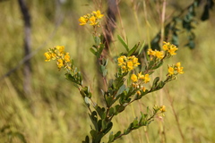 Chamaecrista conferta