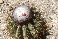 Melocactus curvispinus caesius