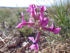 Oxytropis besseyi