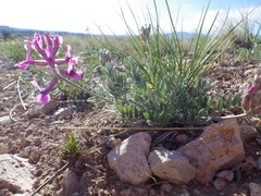 Oxytropis besseyi