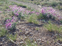 Oxytropis besseyi