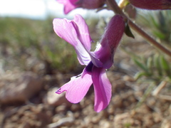 Oxytropis besseyi