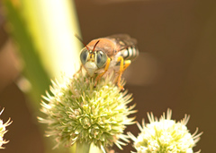 Trichostictia brunneri