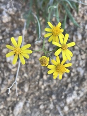 Senecio lemmonii