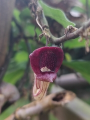 Aristolochia howii