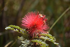 Calliandra dysantha