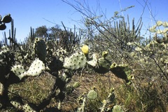 Opuntia caracassana