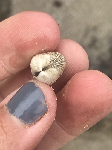 Petricola carditoides