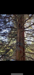 Sequoia