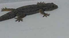 Hemidactylus giganteus