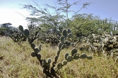Opuntia caracassana