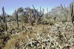 Opuntia caracassana