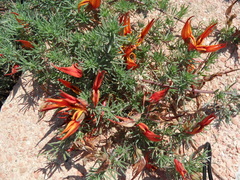 Lotus berthelotii