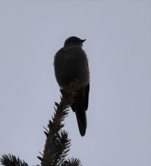 Myadestes townsendi