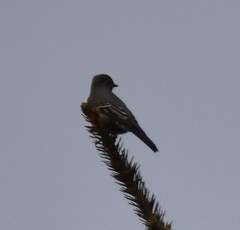 Myadestes townsendi