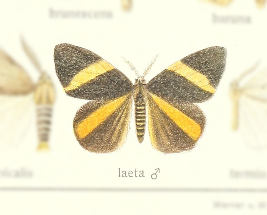 Numenes insignis