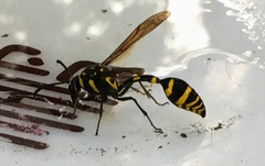 Phimenes flavopictus formosanus