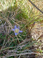 Gentiana bicuspidata