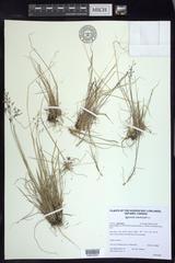 Agrostis mertensii
