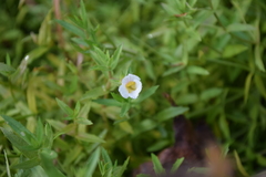 Gratiola brevifolia