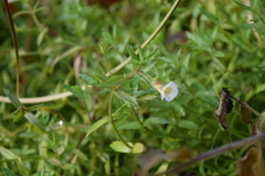 Gratiola brevifolia