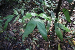 Chamaedorea oblongata
