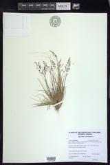 Agrostis mertensii