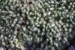 Leucobryum juniperoideum