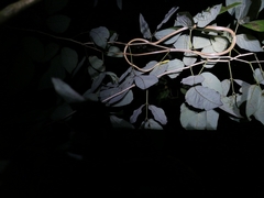 Oxybelis rutherfordi