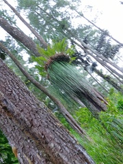 Haplopteris elongata