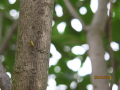 Alpaida variabilis