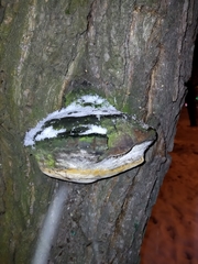 Phellinus igniarius