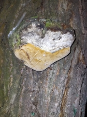 Phellinus igniarius