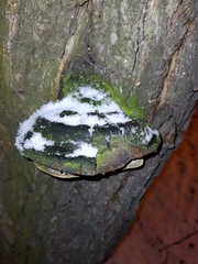 Phellinus igniarius