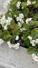 Magnoliopsida