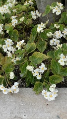 Magnoliopsida
