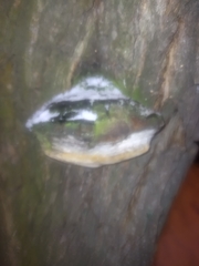 Phellinus igniarius