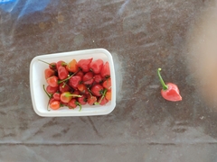 Capsicum chinense