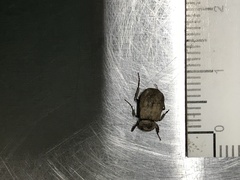 Maechidius tridentatus