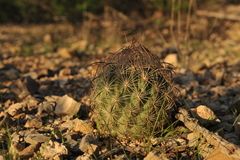 Echinomastus unguispinus