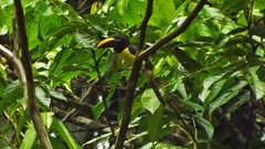 Pteroglossus viridis