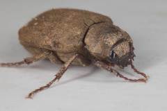 Maechidius tridentatus