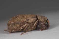 Maechidius tridentatus